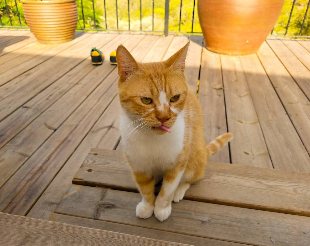 Boris The Cat-1 ©Yakira Shimoni Fulks—Kira Art and Poetry