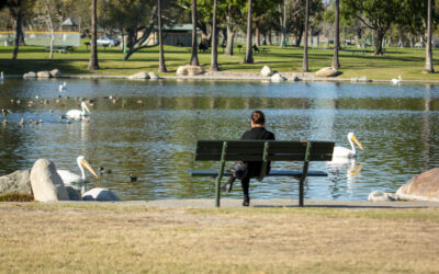 Swan Lake