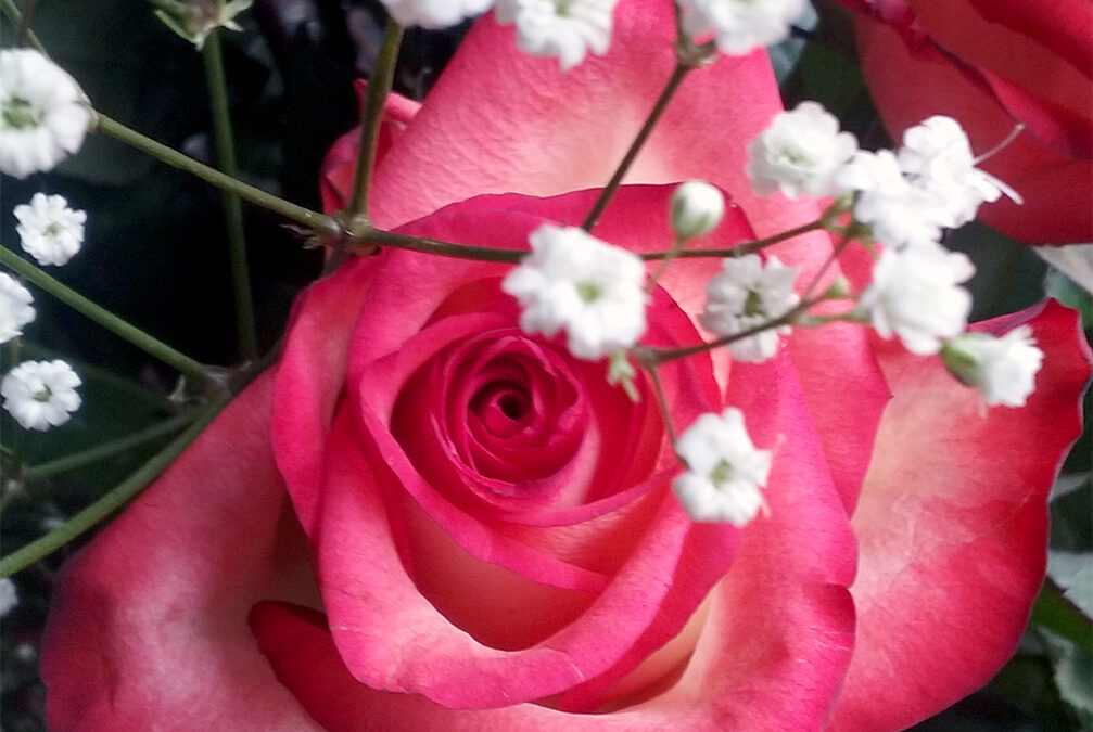 A Blooming Rose