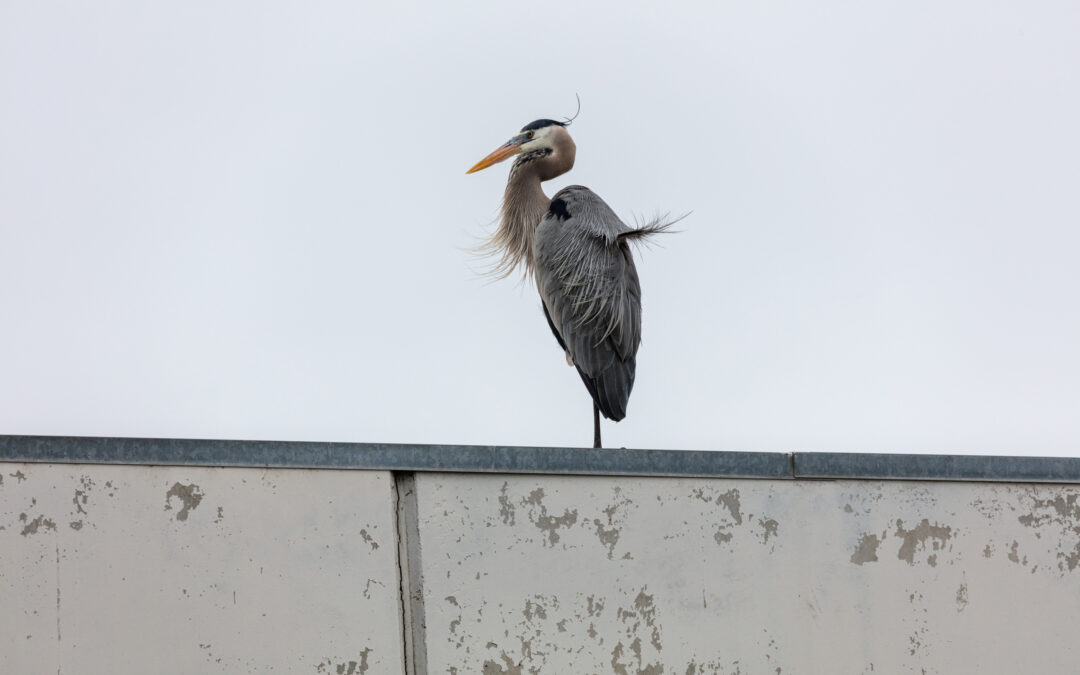 Heron Blue