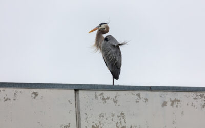 Heron Blue