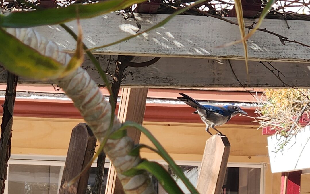 Blue Birds