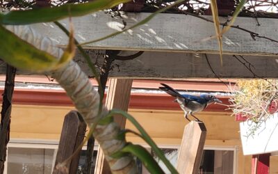 Blue Birds